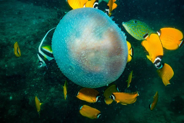 Medusas Recife Coral Koh Tao Tailândia — Fotografia de Stock