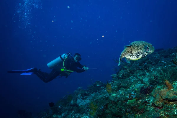 Underwater shot of sea floor with plants and divers