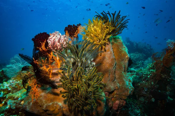 Hermosa Vista Submarina Del Jardín Coral Bali Indonesia —  Fotos de Stock