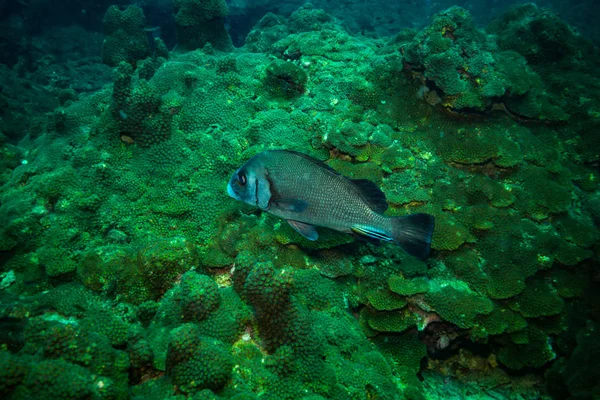 Güzel Balık Sualtı Görünümünü Resif Yakınındaki Kot Tao Island Tayland — Stok fotoğraf