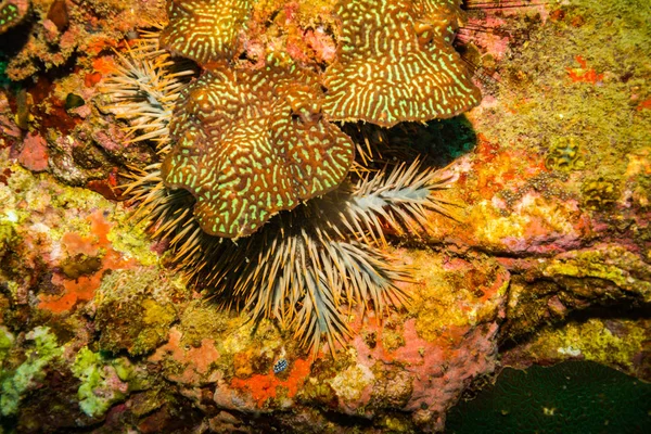 Acanthaster Arrecife Coral Koh Tao Tailandia —  Fotos de Stock