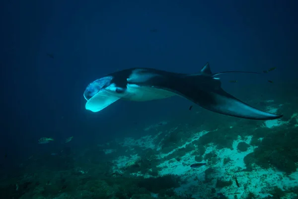 Manta Ray Cleaning Station Komodo National Park — Stock Photo, Image