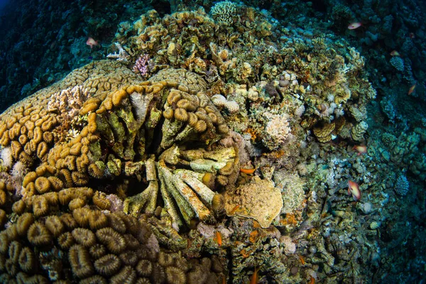 Güzel mercan kayalığı Kızıldeniz, sharm el sheikh, Mısır