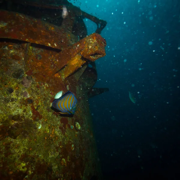Kot Tao Island, Tayland yakınındaki resif üzerinde güzel Butterflyfish