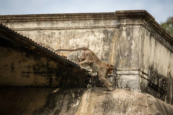 Der Affe Läuft Dach Des Indischen Tempels Entlang — Stockfoto