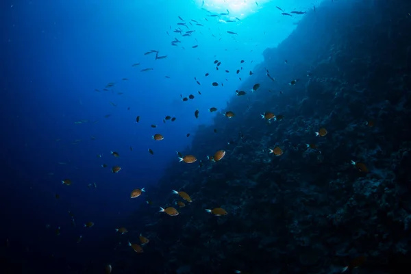 Underwater View Tropical Fishes Blue Water Red Sea Sharm Sheikh — Stock Photo, Image