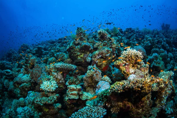 Тропічних Риб Фоні Коралові Рифи Червоне Море Шарм Ель Шейх — стокове фото