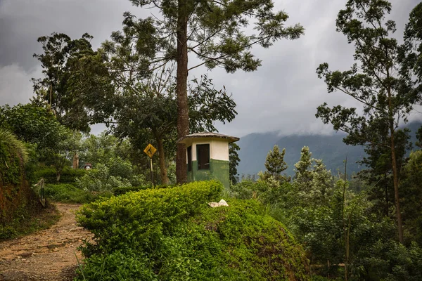 Grön Vacker Plantage Sri Lanka — Stockfoto