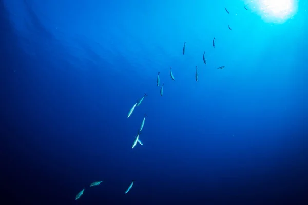Unterwasser Blick Auf Tropische Fische Blauen Wasser Des Roten Meeres — Stockfoto
