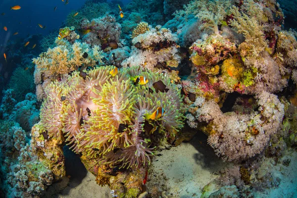 Red Sea, Mısır'daki mercan resif üzerinde parlak sarı anemonefishes