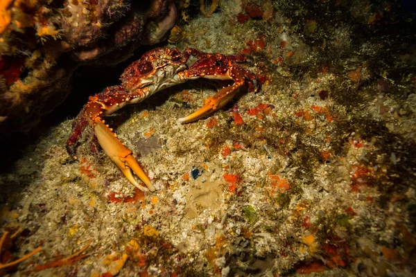 Onderwater Shoot Van Oceaan Flora Fauna Bali Indonesië — Stockfoto