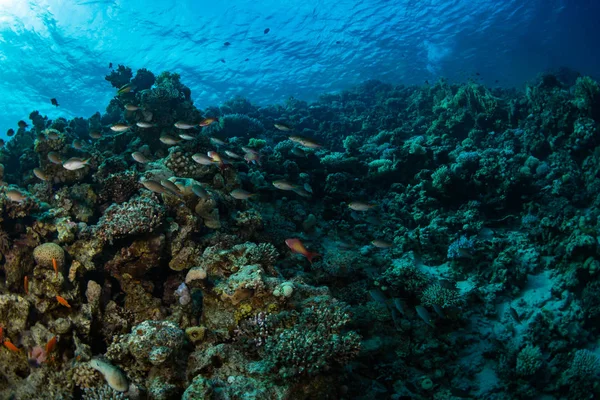 Красиві Коралові Рифи Червоного Моря Шарм Аль Шейх Єгипет — стокове фото