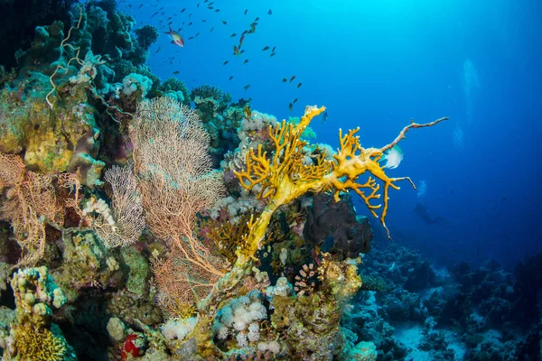 Όμορφες Κοραλλιογενών Υφάλων Στην Ερυθρά Θάλασσα Σαρμ Σέιχ Αίγυπτος — Φωτογραφία Αρχείου
