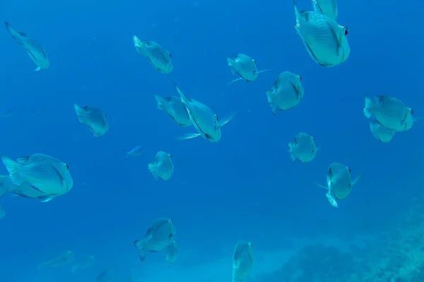 Тропические Рыбы Голубой Воде Красном Море Шарм Эль Шейх Египет — стоковое фото