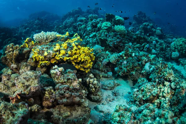 Güzel mercan kayalığı Kızıldeniz, sharm el sheikh, Mısır