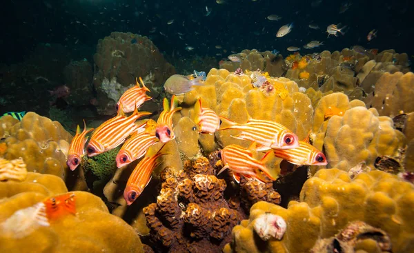 タオ島近くのリス魚 — ストック写真