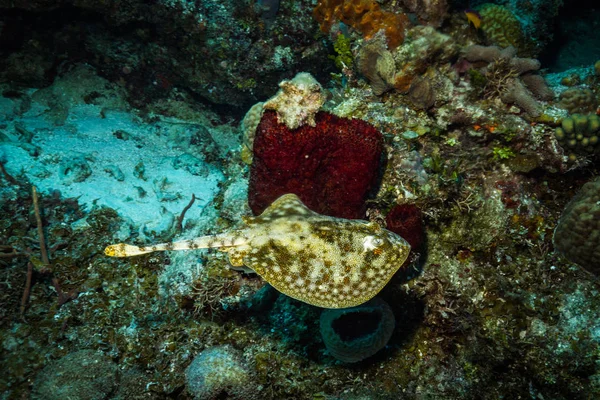 Подводный Вид Скат Красивом Рифе Острова Козумель — стоковое фото