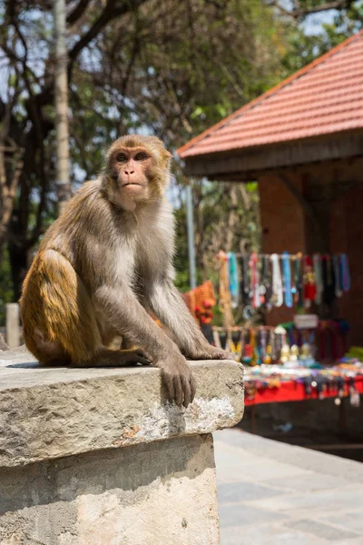 카트만두에서 Swayambhunath 사원에는 원숭이 — 스톡 사진