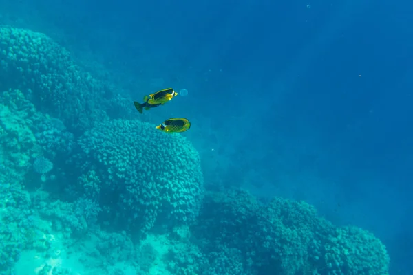 Beautiful Butterflyfishes Coral Reef Red Sea — Stock Photo, Image