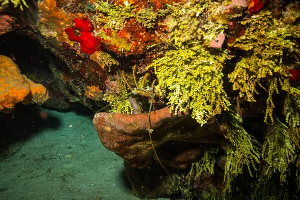 Podwodne Strzelać Ocean Flory Fauny Bali Indonezja — Zdjęcie stockowe