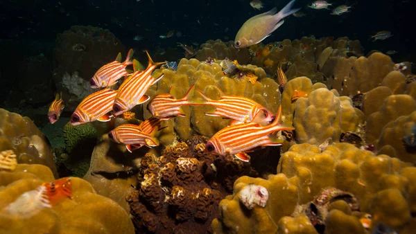 タオ島近くのリス魚 — ストック写真