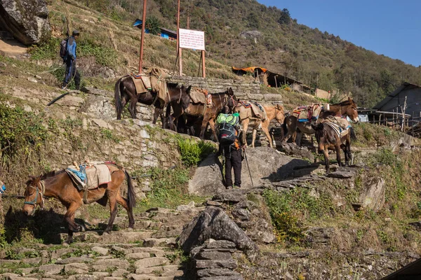 Narchyang Nepal Mars Himalaya Personer 2015 Narchyang Nepal Människor Spåret — Stockfoto