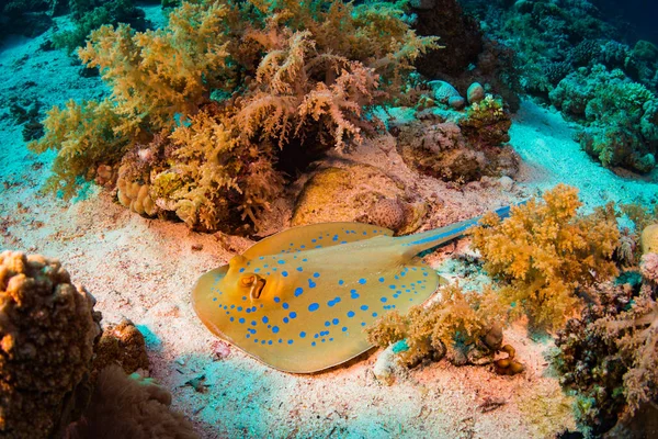 Stingray Recife Coral Sharm Sheih Mar Vermelho Egito — Fotografia de Stock