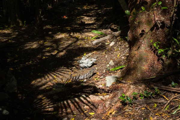 Bela Iguana Jardim México Dia Ensolarado — Fotografia de Stock