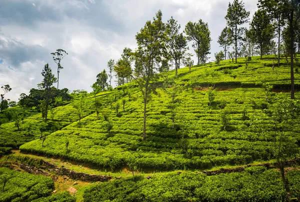 Grüne Schöne Teeplantage Auf Sri Lanka — Stockfoto