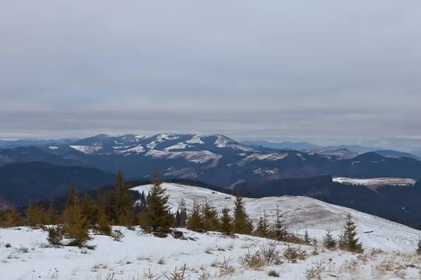Prachtige Winterlandschap Besneeuwde Bergen Van Oekraïense Karpaten — Stockfoto