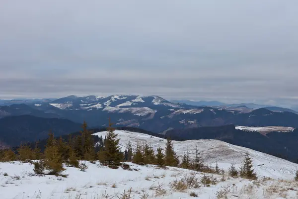 Bellissimo Paesaggio Invernale Nelle Montagne Dei Carpazi Ucraini Innevati — Foto Stock