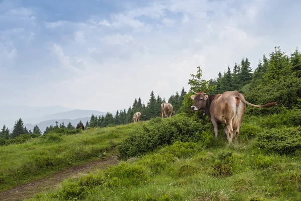 Vaches Broutant Dans Les Prairies Des Carpates — Photo