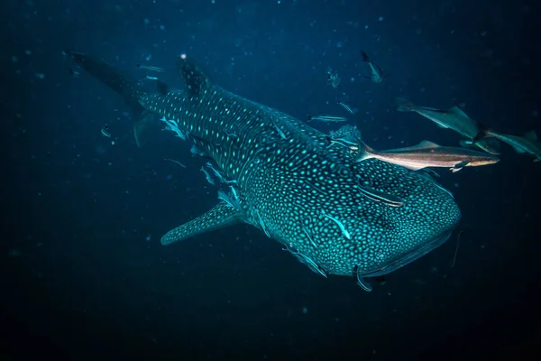 Underwater Shoot Ocean Flora Fauna Bali Indonesia — Stock Photo, Image