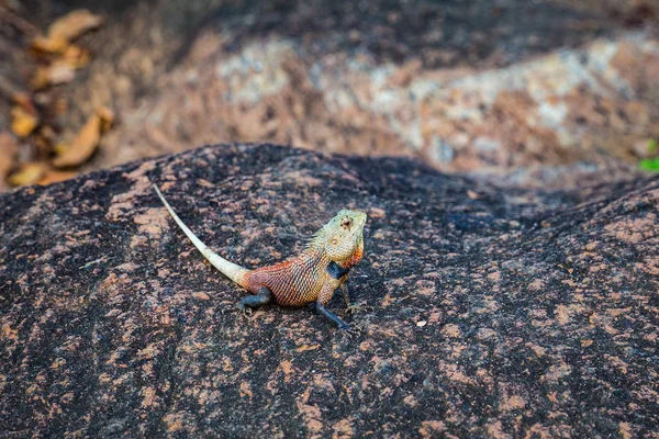 Chamäleon Freier Wildbahn Auf Sri Lanka — Stockfoto