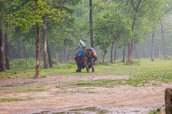 Chitwan Nepal Marzo Safari Con Elefanti 2015 Chitwan Nepal Giro — Foto Stock