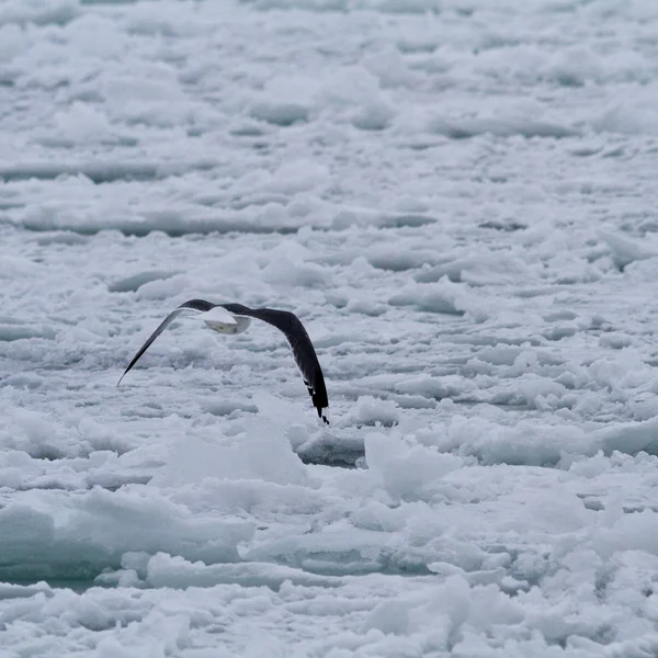 Turistik ve yerler arasında seyahat, Odessa, Ukrayna