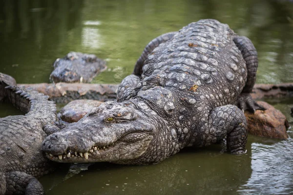 Krokodil Indiase Reserve — Stockfoto