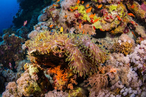 Jasny Żółty Anemonefish Rafy Koralowej Red Sea Egipt — Zdjęcie stockowe