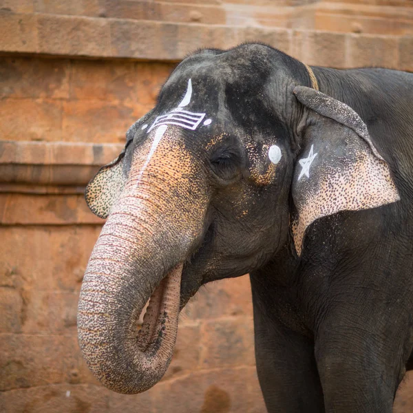 Elefante Templo Indiano Tamil Nadu — Fotografia de Stock