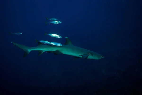 Vista Subaquática Tubarão Branco Parque Nacional Komodo — Fotografia de Stock