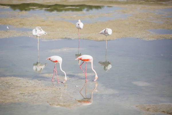 Rosa Flamingos Der Lagune Ras Khor — Stockfoto