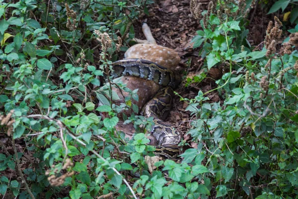 Snake Chitwan Nepal — Stock Photo, Image