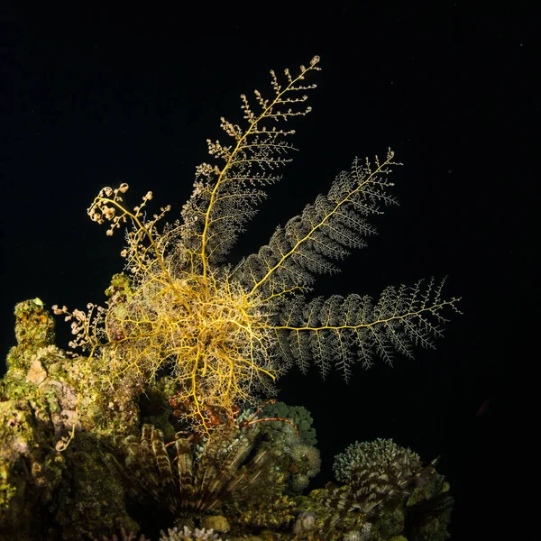 美丽的珊瑚礁在夜间在红海 沙尔姆谢赫 — 图库照片