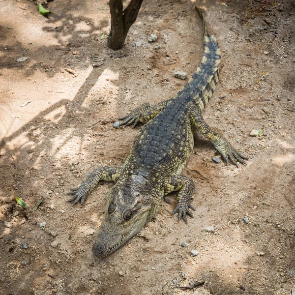 Crocodile Sur Ferme Crocodile Koh Samui Thaïlande — Photo