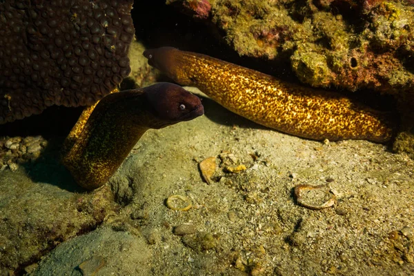 Moray Korálový Útes Poblíž Koh Tao Ostrov Thajsko — Stock fotografie