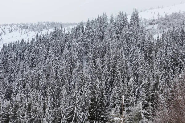 ウクライナのカルパチア山脈の雪に覆われた美しい冬の風景 — ストック写真