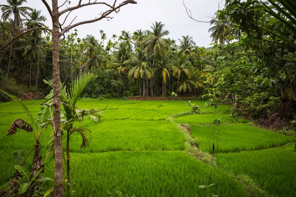 Pirinç alan Kuzey Goa