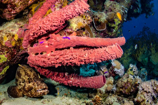 Beau Récif Corallien Mer Rouge Sharm Sheikh Egypte — Photo