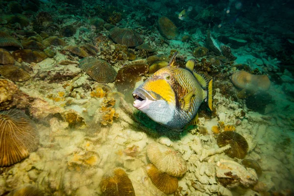 Güzel Büyük Triggerfish Yakınındaki Adası Koh Tao Tayland — Stok fotoğraf