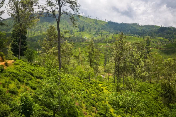 Bella Piantagione Verde Sullo Sri Lanka — Foto Stock